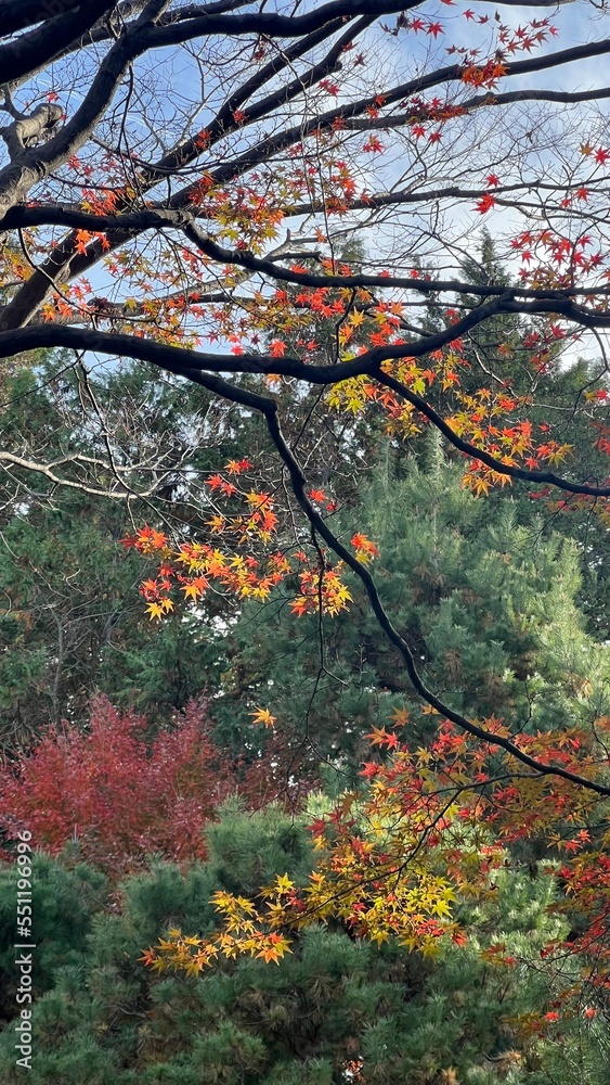 autumn in the forest autumn in the forest
