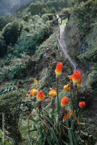 Torch lily flowers in Sao Miguel, Azores, Portugal
