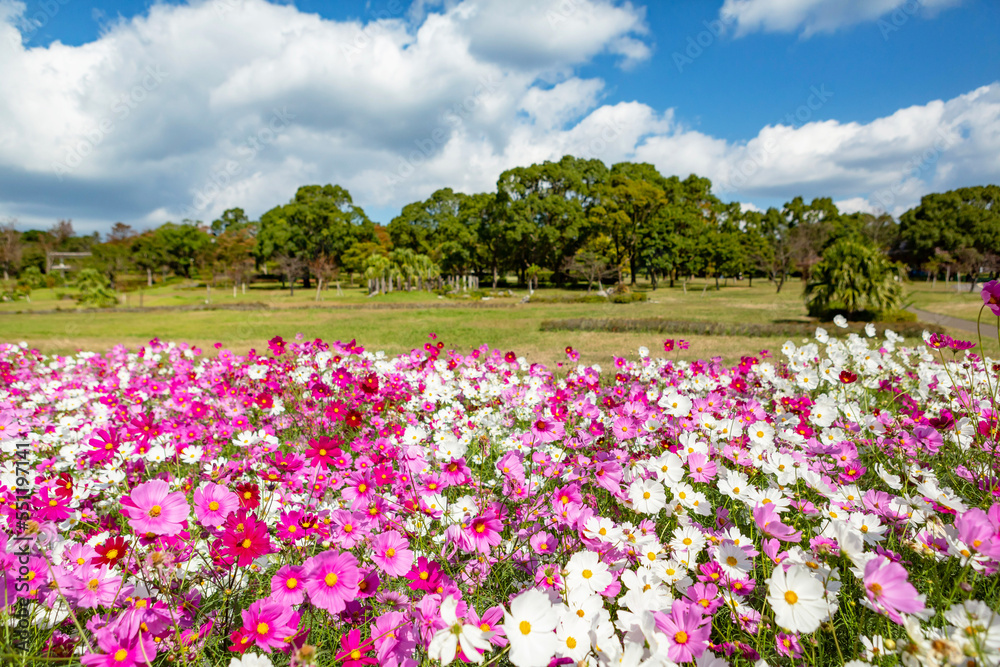 コスモス畑　吉野公園	