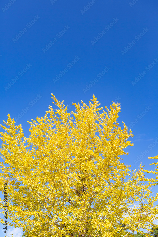 黄変したイチョウの木の葉 黄変したイチョウの木の葉