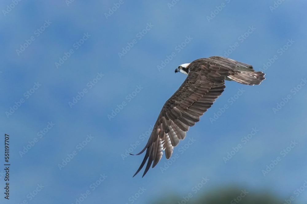 Obraz premium ブルーの山並みをバックに悠然と飛ぶミサゴ