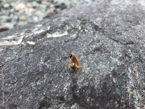 ant on a rock