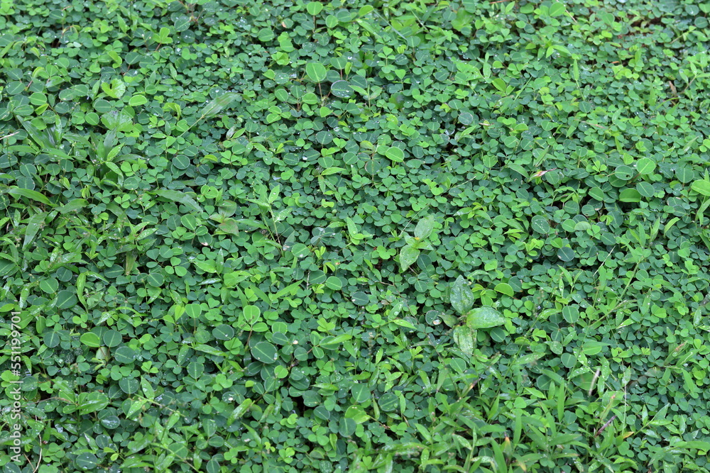 green grass background green grass background