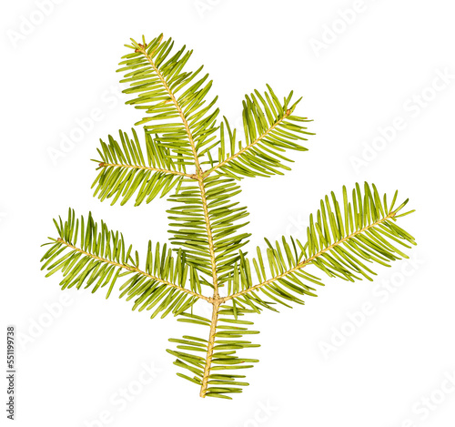 Close-up detailed image of a balsam fir tree branch with bright green needles on a transparent background.
 photo