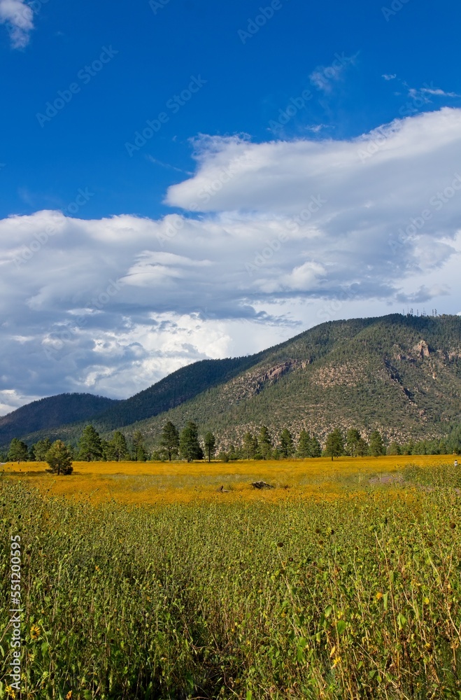 A sea of yellow wildflowers at Buffalo Park, Flagstaff, Arizona. Mountains and pine trees are in the picture and clouds fill the sky.