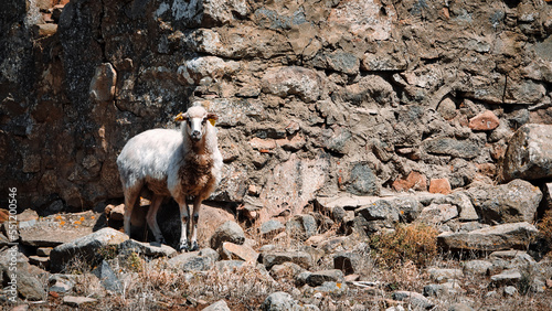 A lamb wandering among stone houses in an abandoned Greek village. Traditional sheep breeding and animal husbandry in the Aegean
