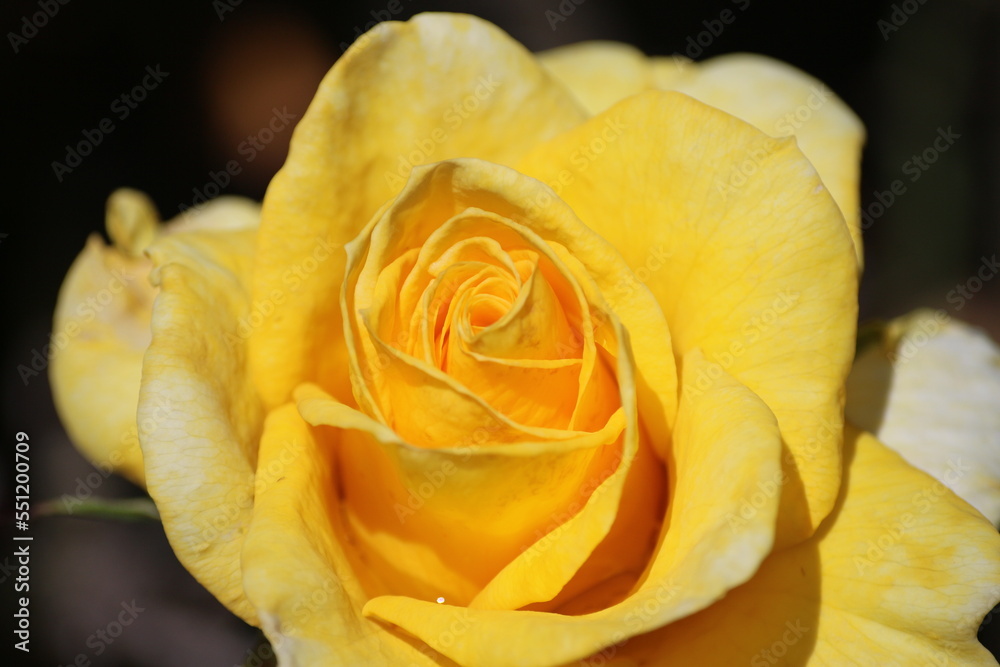 Fototapeta premium 満開に咲いた黄色いバラ