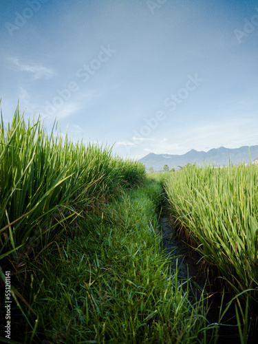 Ricefield © Akbar