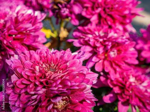 Close up shot of Chrysanthemum flower blossom in Lou Lim Ioc Garden