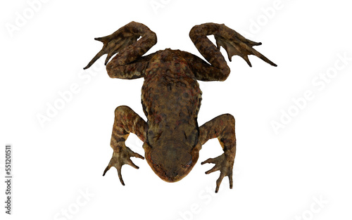 Frog with open mouth on white background