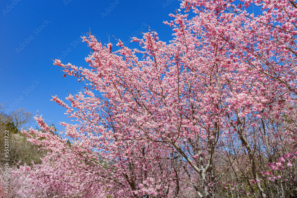 Sunny view of the beautiful cherry blossom in Wuling Farm Sunny view of the beautiful cherry blossom in Wuling Farm