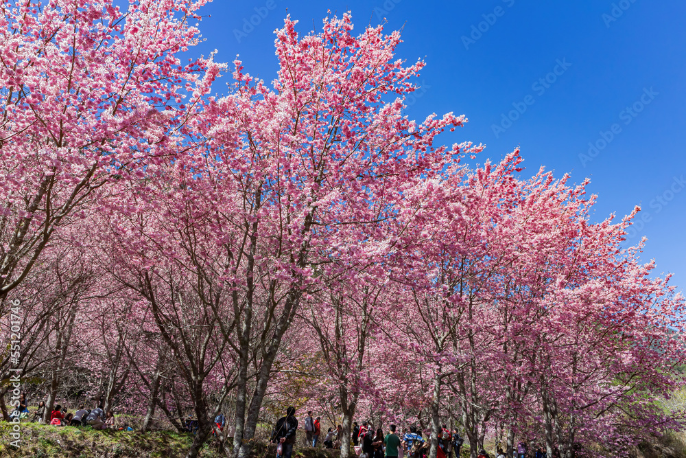 Sunny view of the beautiful cherry blossom in Wuling Farm