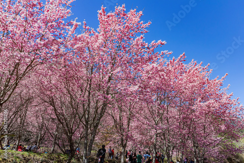 Sunny view of the beautiful cherry blossom in Wuling Farm