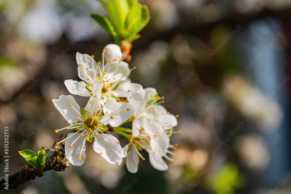 Sunny view of the beautiful plum tree blossom Sunny view of the beautiful plum tree blossom