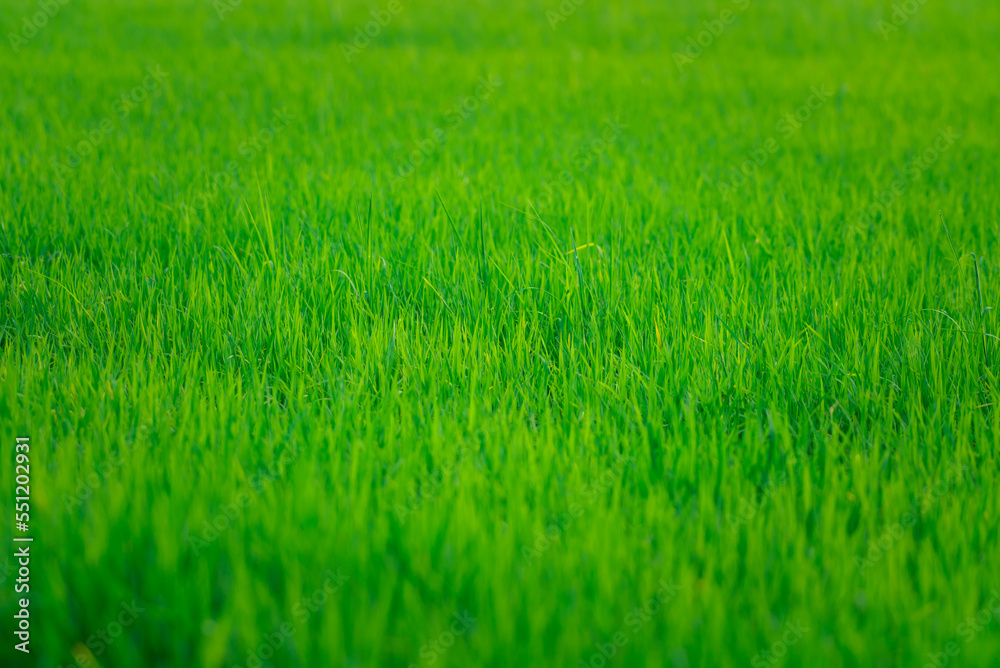 Fototapeta premium Nature of rice field on rice paddy