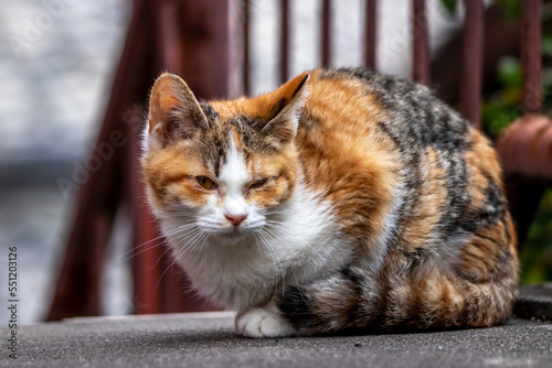 野良猫のポートレート