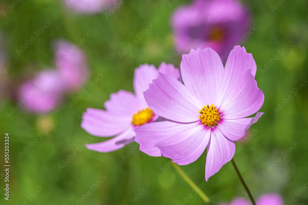 コスモスの花 秋のイメージ コスモスの花 秋のイメージ