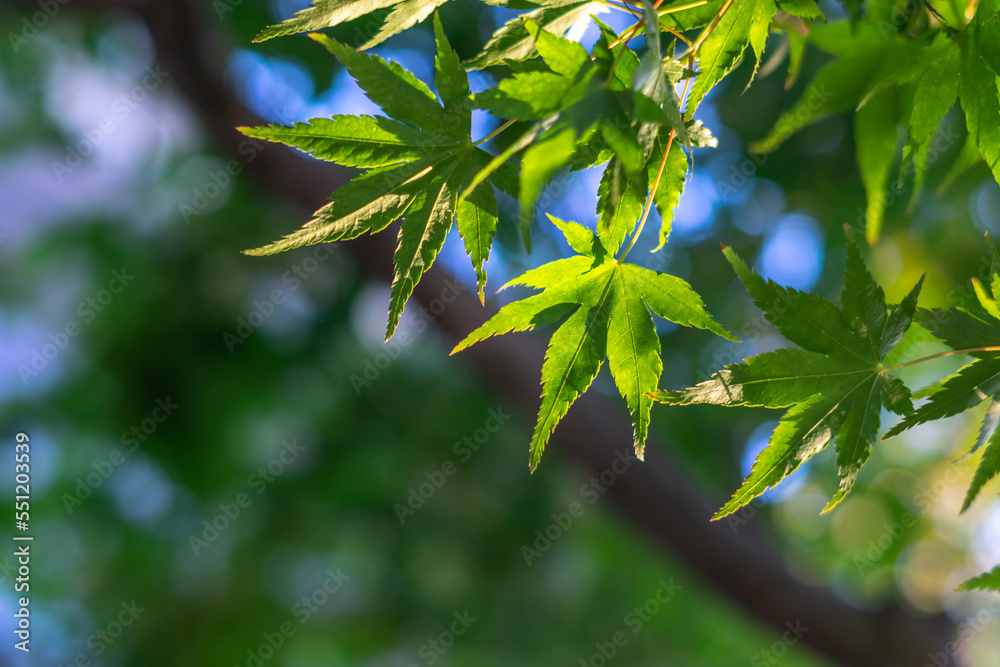 緑のモミジ　初夏のイメージ