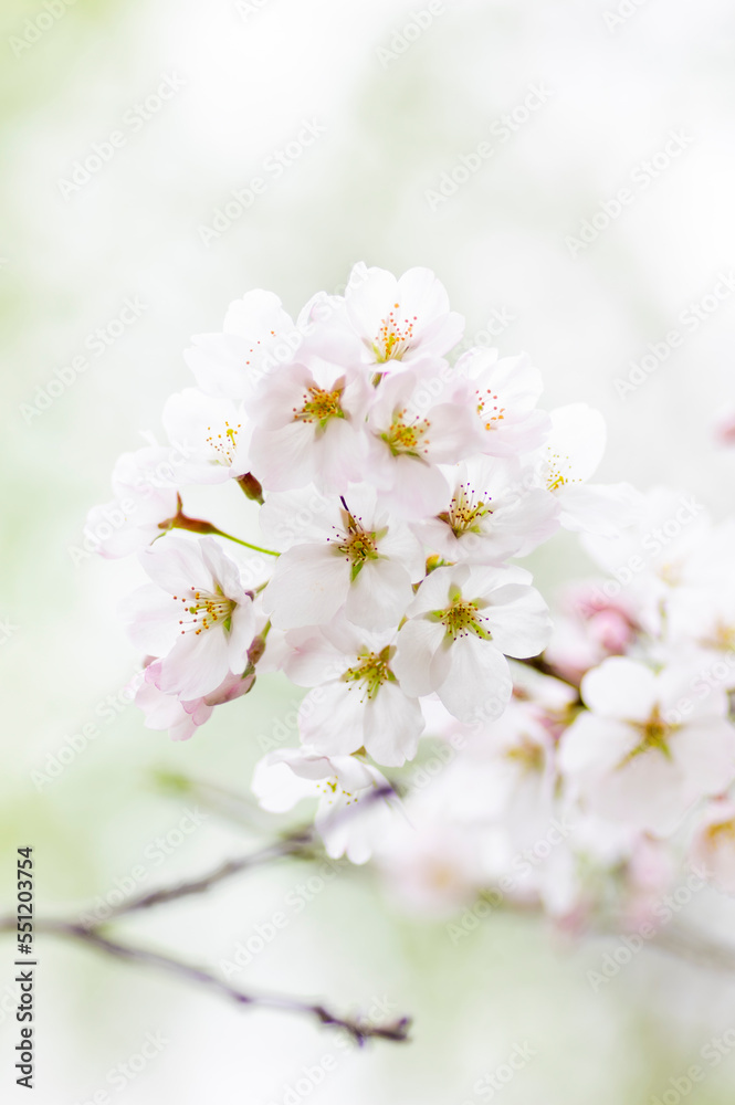 満開の桜 満開の桜
