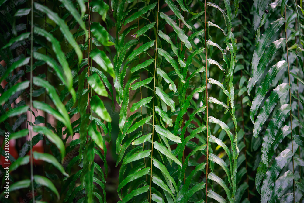 Greenery background of nature plant and leaf Greenery background of nature plant and leaf