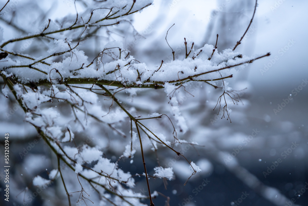 Obraz premium 木の枝に積もる雪 冬のイメージ