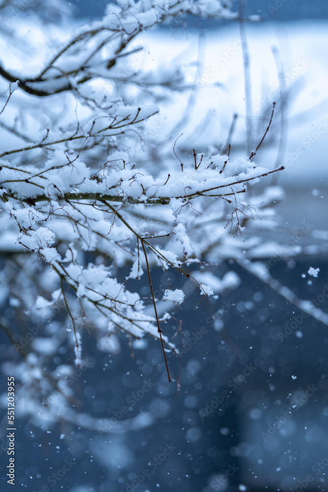 木の枝に積もる雪 冬のイメージ 木の枝に積もる雪 冬のイメージ