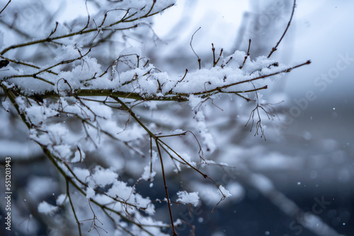 木の枝に積もる雪 冬のイメージ