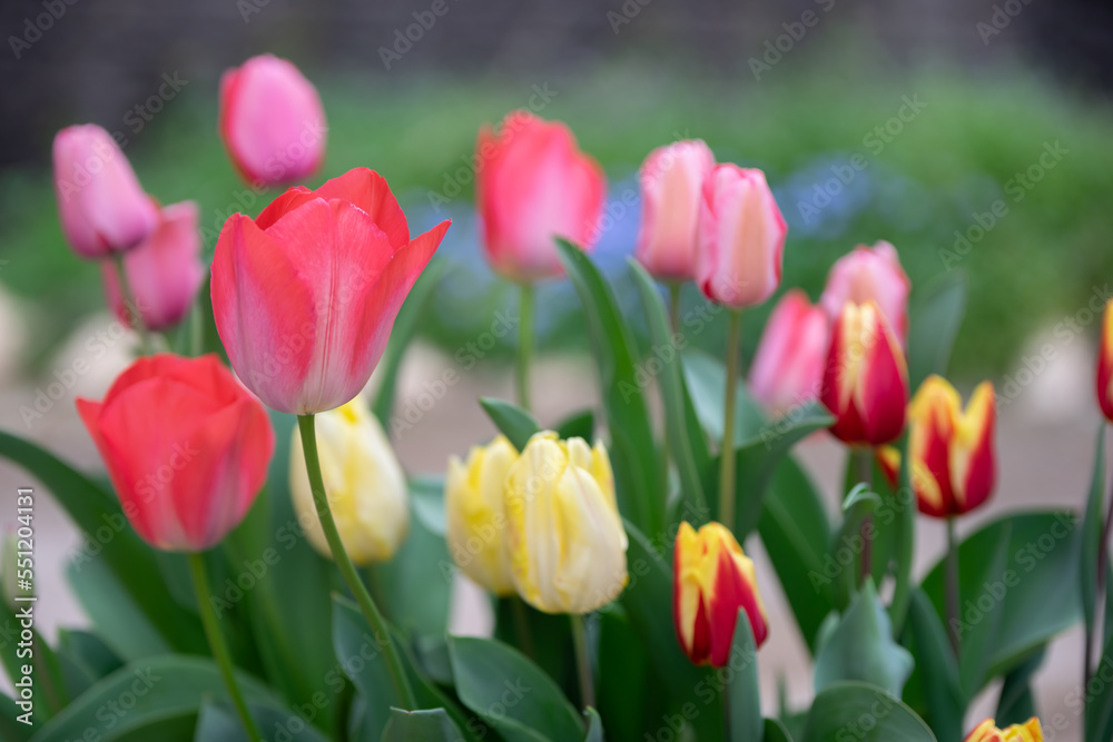 チューリップの花 春のイメージ チューリップの花 春のイメージ