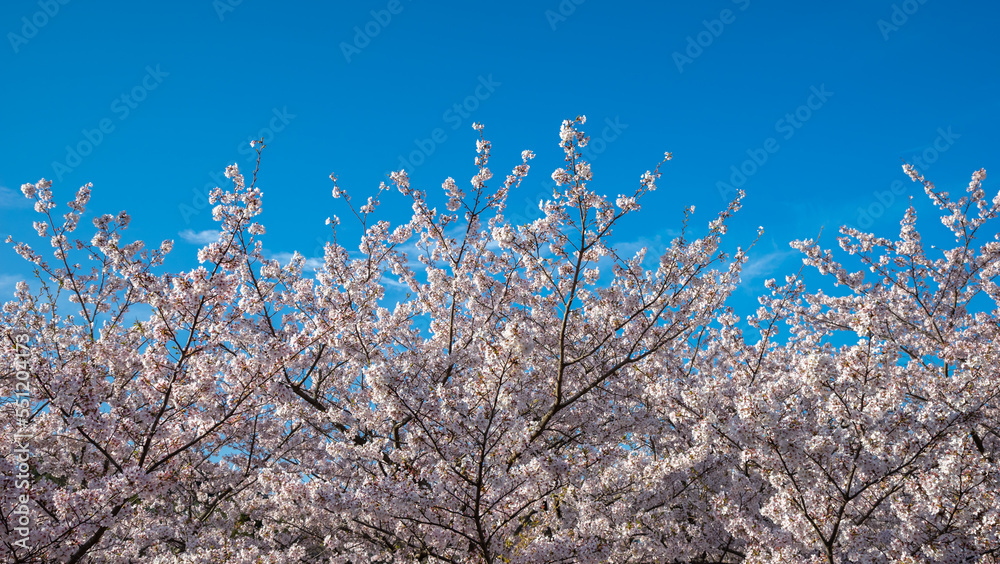 桜の花　春のイメージ