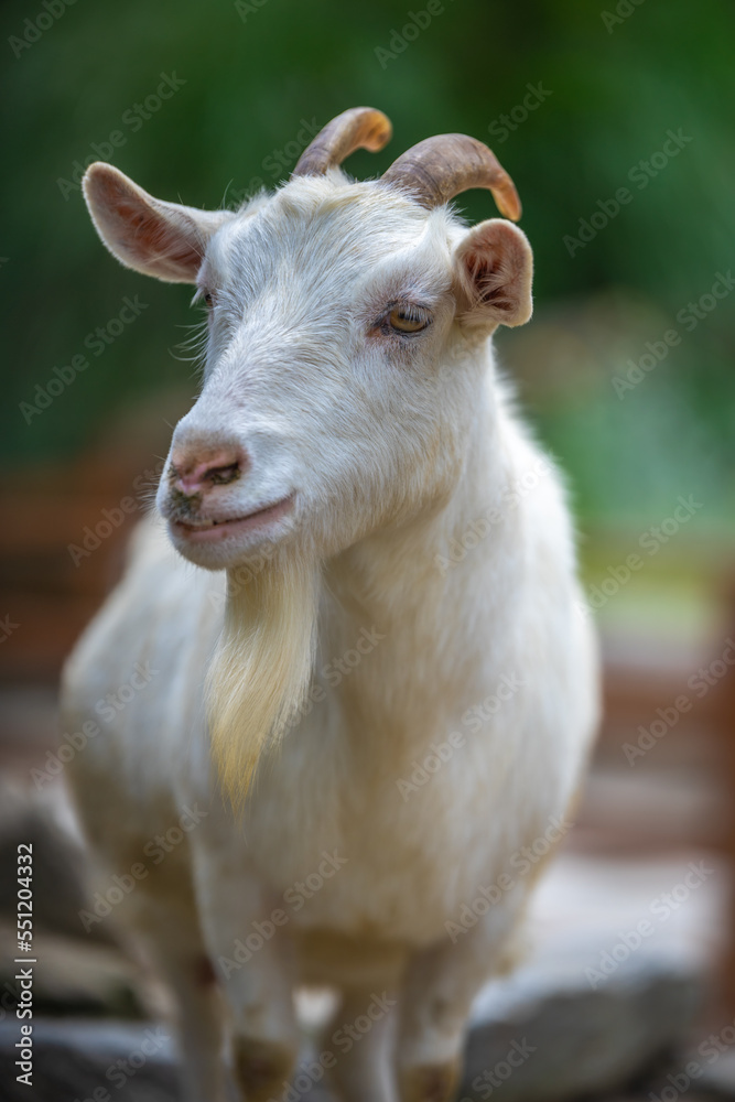 Fototapeta premium ヤギのポートレート