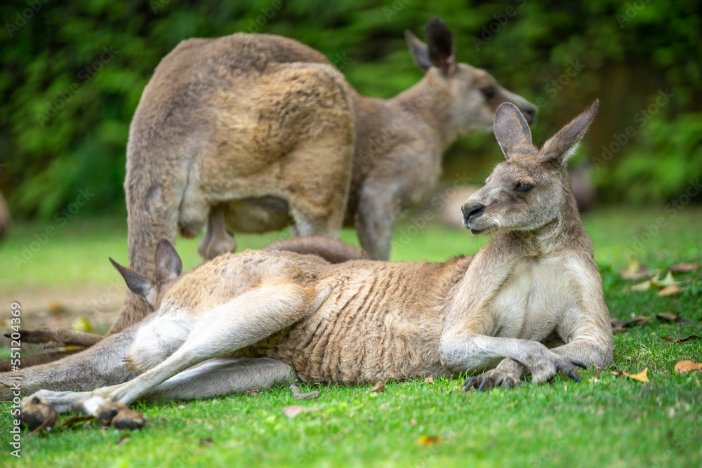 カンガルーのポートレート