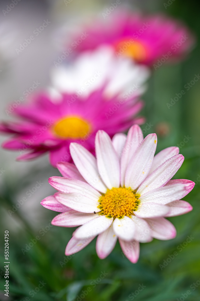マーガレットの花　春のイメージ
