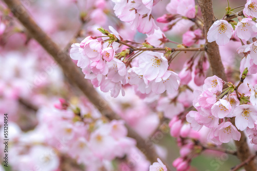 桜の花 春のイメージ