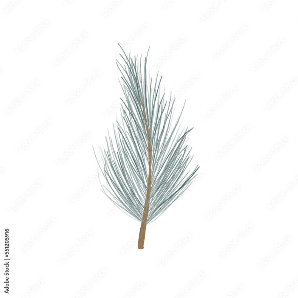 Pencil hand drawn fir branch hand painted illustration. Floral botanical clipart on isolated transparent background. Pencil hand drawn fir branch hand painted illustration. Floral botanical clipart on isolated transparent background.