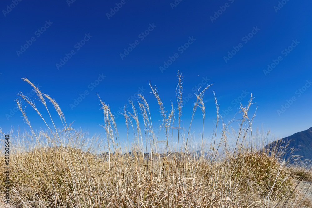 Obraz premium Close up shot of grass in Hehuanshan