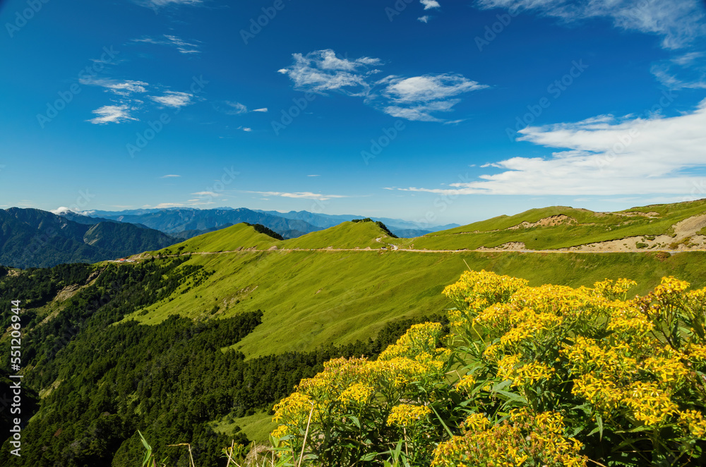 Yellow Flower blossom in the Hehuanshan mountain