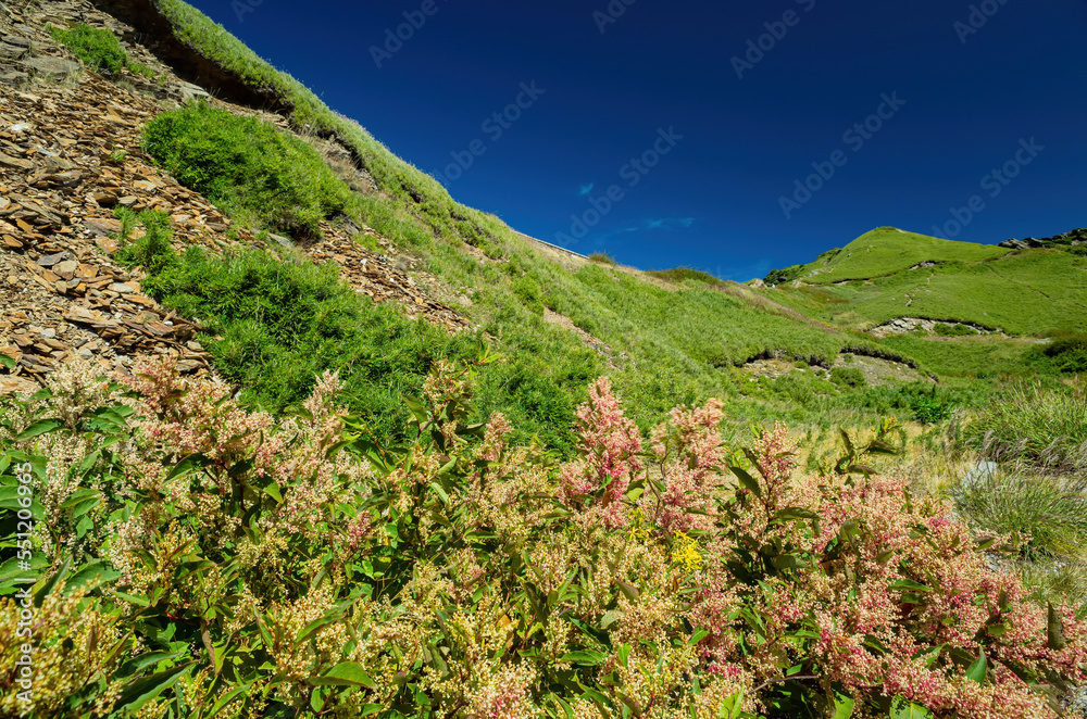 Rumex Flower blossom in the Hehuanshan mountain Rumex Flower blossom in the Hehuanshan mountain