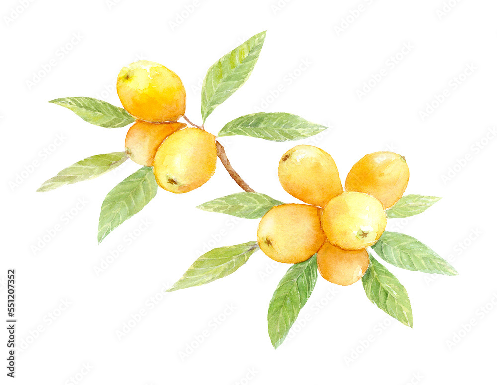 びわの水彩イラスト　アナログ手描き　背景透過PNG