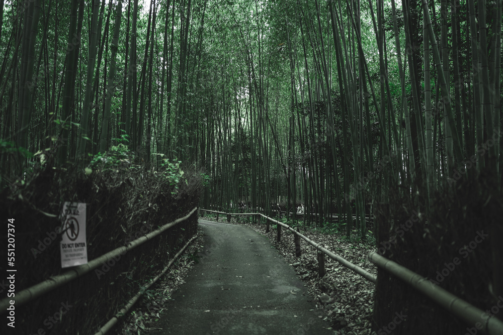 Fototapeta premium 京都・嵐山 竹林