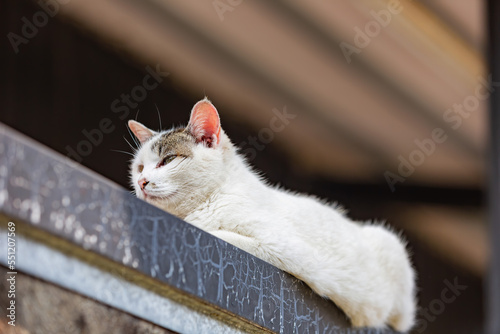Photography Close up shot of cute wild cat
