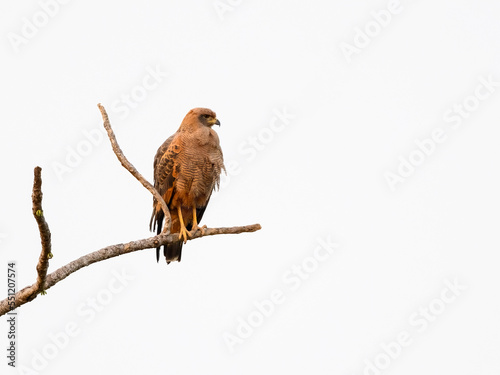 Savanna Hawk sitting on dead tree branch, isolated