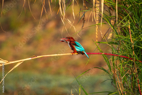 White Breasted kingfisher with fish in the beak at chilka bird sanctuary in Odisha India photo