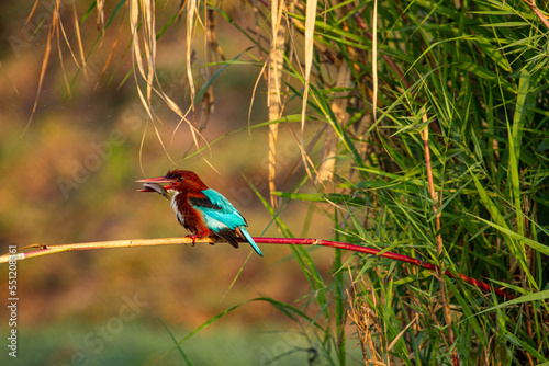 Kingfisher with fish in the beak at Chilka Bird Sanctuary in Odisha India photo