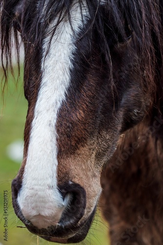 Closeup of a beautiful bay shire with a fluffy coat and a white patch on its muzzle in a field photo