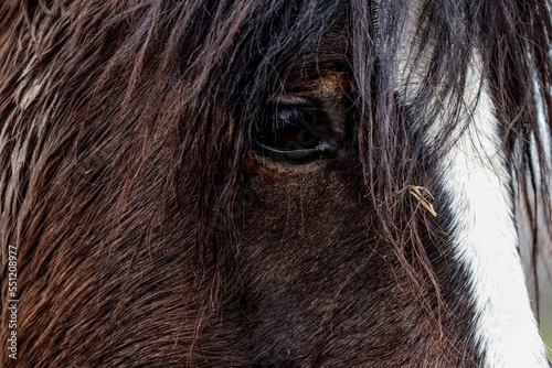 Closeup of the eye of a beautiful bay shire with a fluffy coat and a white patch on its muzzle photo