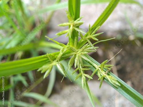 Grass that has scientific name Cyperus rotundus