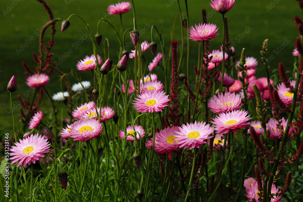 Fototapeta premium pink and white flowers paper daisies growing in a green grass meadow