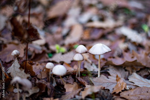 White small forest mushrooms