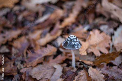 Coprinus comatus, Coprinus comatus mushroom, 
