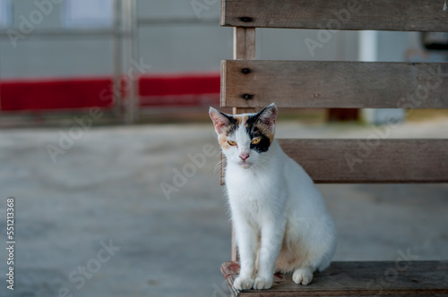 a white cat sitting on Wood chair © Abu
